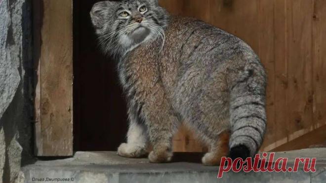 Символ Московского зоопарка подготовился к холодам. Манул Тимофей, проживающий в Московском зоопарке, завершил процесс зажировки и достиг оптимального веса к зиме. Об этом сообщили в учреждении, подведомственном столичному Департаменту культуры. По данным зоопарка, к началу декабря вес ...