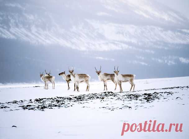 Путоранский марафон: миграция диких северных оленей — National Geographic Россия