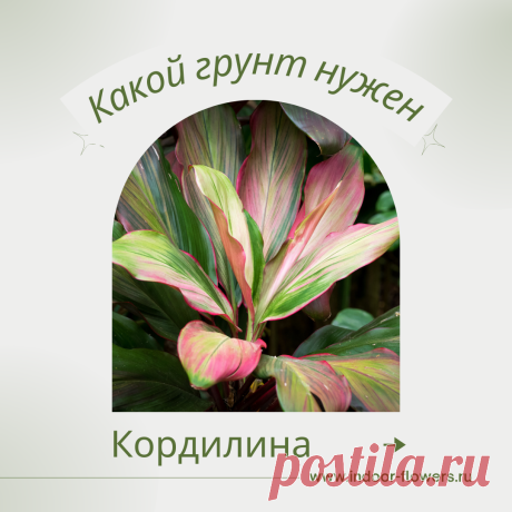Кордилина. Какой грунт нужен? Интересуетесь Кордилина. Какой грунт нужен? ? Узнайте о разнообразных представителях этого вида, их уникальных особенностях и преимуществах. Получите полезные советы по уходу за Кордилина. Какой грунт нужен? в домашних условиях, включая требования к освещению, поливу, температуре и влажности.