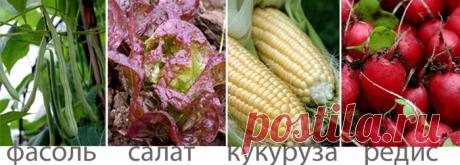 Уплотненные посадки - Садоводка