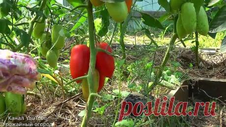 НИКОГДА НЕ УДАЛЯЙТЕ У ТОМАТОВ ПАСЫНКИ И ЛИСТЬЯ В ЭТОТ ДЕНЬ!!!