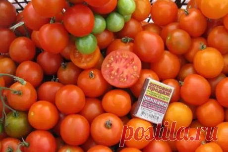 Томат Киш-миш: характеристика и описание сорта с фото