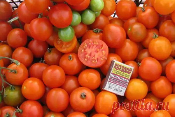 Томат Киш-миш: характеристика и описание сорта с фото