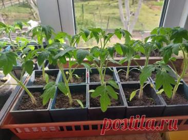 Что будет, если не полить томаты перед высадкой в грунт: стресс, который делает их сильнее. Исследования показывают: растения, пережившие лёгкий стресс, дают более высокий урожай. Их корневая система работает эффективнее.