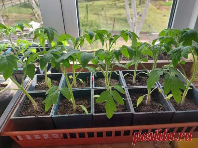 Что будет, если не полить томаты перед высадкой в грунт: стресс, который делает их сильнее. Исследования показывают: растения, пережившие лёгкий стресс, дают более высокий урожай. Их корневая система работает эффективнее.