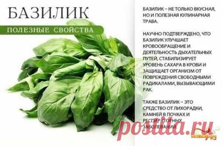 Базилик полезные свойства