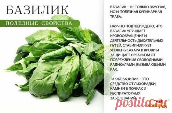 Базилик полезные свойства