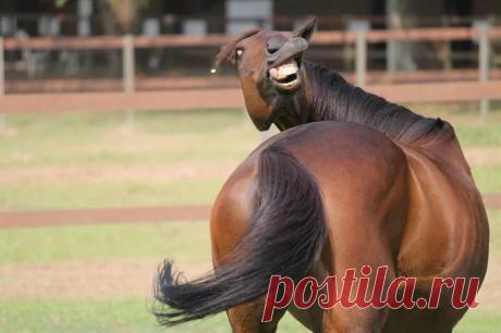 FaktoDrom.com | Познавательная энциклопедия фактов