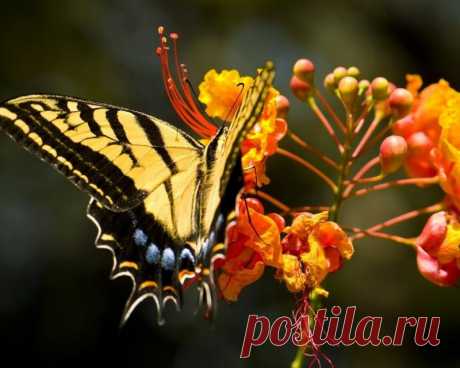 The soul of nature | Душа природы