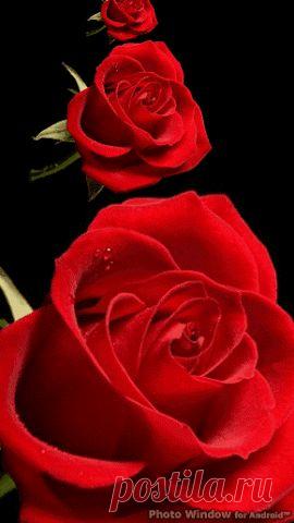 Живые фотографии – Сообщество – Google+