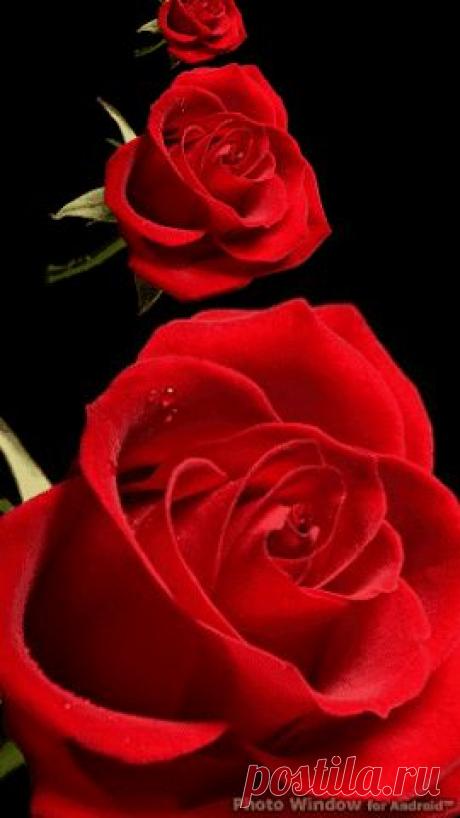 Живые фотографии – Сообщество – Google+