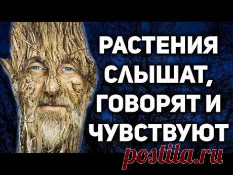 Живые Души Деревьев. У растений есть Разум. Научные доказательства.