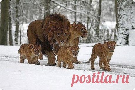 Легко ли быть мамой ?- Да! Если рядом есть хороший папа.)))