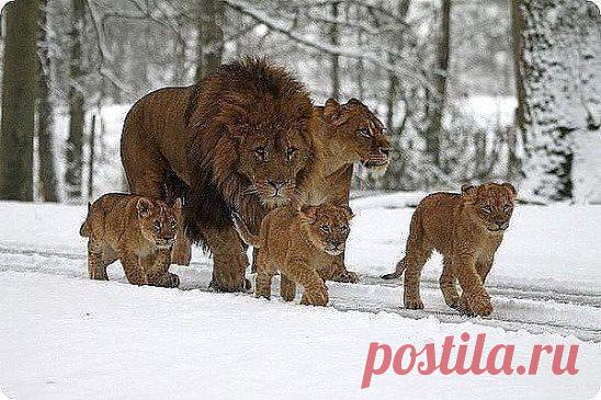 Легко ли быть мамой ?- Да! Если рядом есть хороший папа.)))