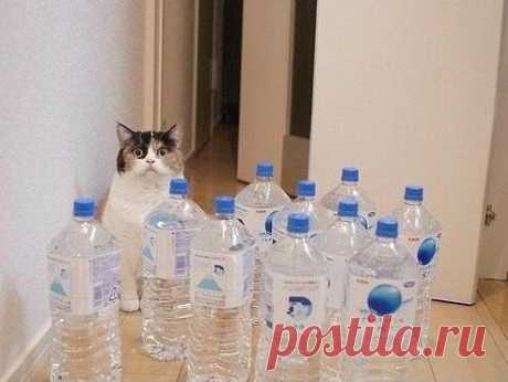 Сынок, как соберешься уезжать,оставь коту побольше воды...