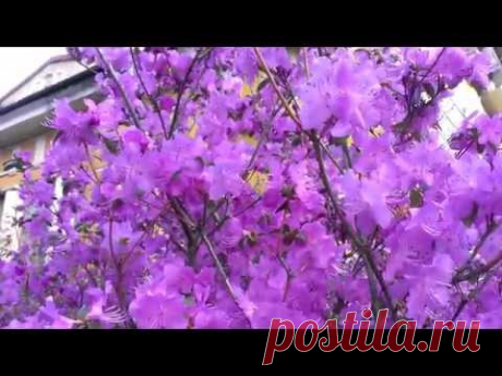 Цветущий рододендрон