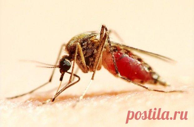 Простые способы спастись от укусов комаров | MirFactov — всё самое интересное!