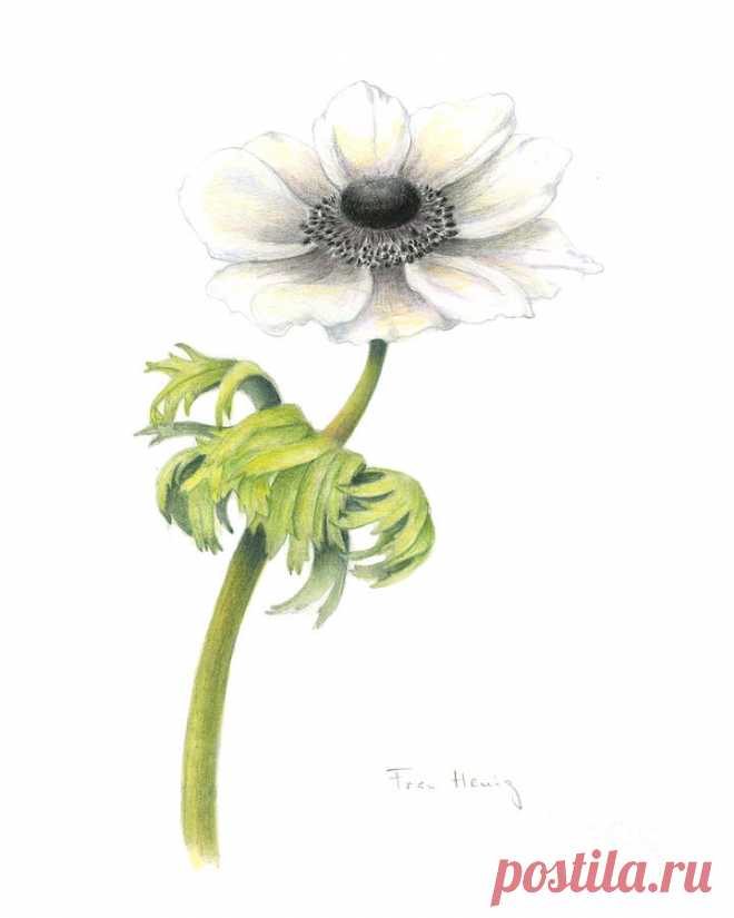 Anemone by Fran Henig Anemone Painting by Fran Henig