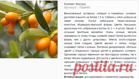Кумкват Фукушу - Цитрусовые - Плодовые - Саженцы - Каталог - SemenaSad.ru