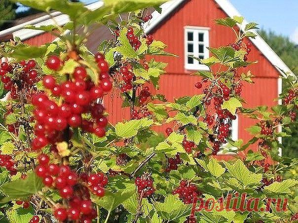 УХОД ЗА МАЛИНОЙ И СМОРОДИНОЙ ПОСЛЕ ПЛОДОНОШЕНИЯ | 6 соток