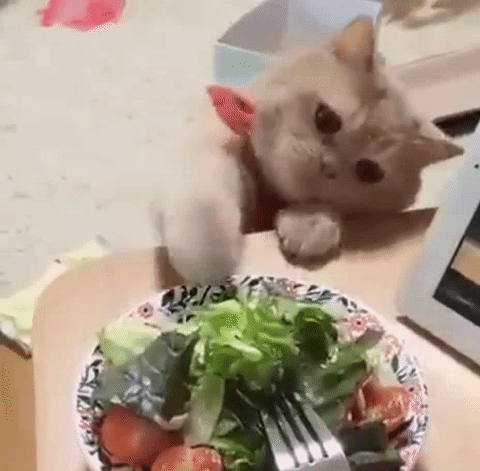 cat GIF - Find & Share on GIPHY