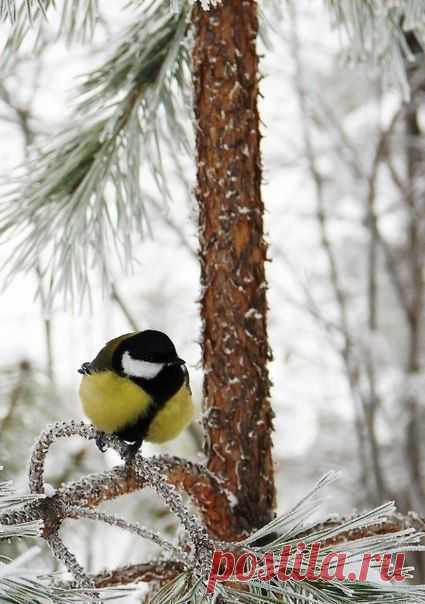 Вера Карпушина