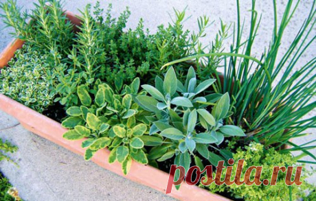 Огородик пряных трав.