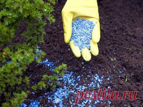 ПОДКОРМКА КУСТАРНИКОВ

Садовые культуры нуждаются в подкормке два раза за сезон. Весной или в начале лета, когда у растений интенсивно наращивается листва, их следует подкормить удобрениями, содержащими азот и калий в равной пропорции. Никогда не вносите азотные удобрения без калийных. Больше всего для весенней подкормки подходит калийная селитра. Можно использовать азофоску или нитрофоску, еще лучше экофоску или "Кемира - универсал" (3 столовые ложки любого из них разведи...