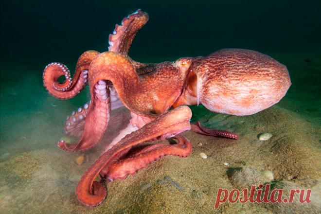 Морские организмы на фотографиях Александра Семёнова