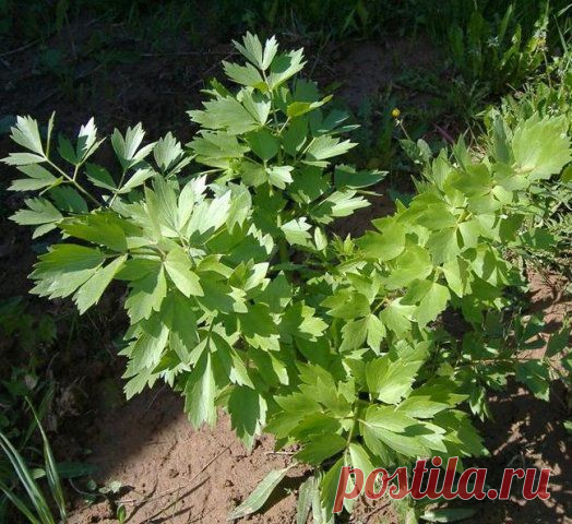 Полезные продукты | 125 фотографий