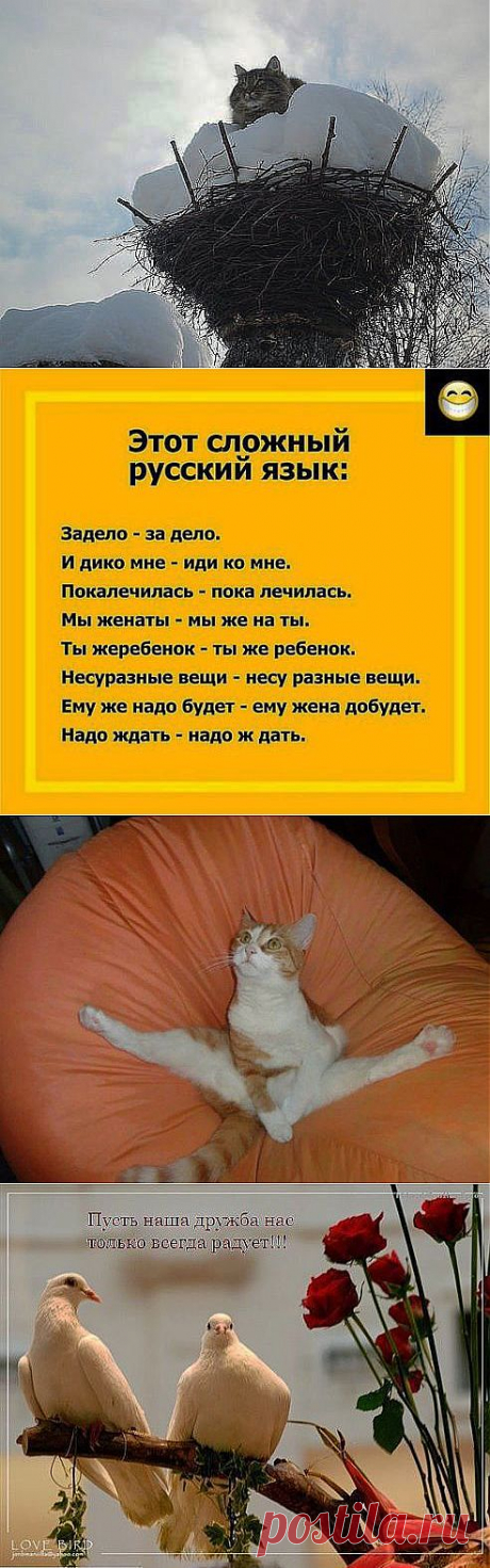 (6) Одноклассники