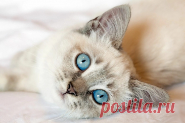 😻Тайны кошачьего организма: 10 удивительных секретов вашей мурлыки | Нос, хвост, лапы | Дзен