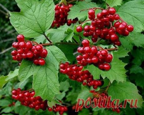 Целебные свойства калины
