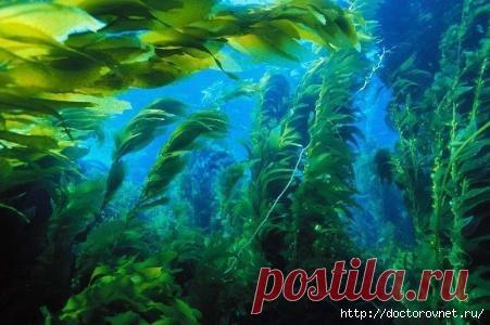 Чудесные свойства морской капусты для красоты и здоровья