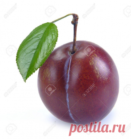 Картинки слива (38 фото) ⭐ Забавник