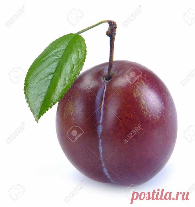 Картинки слива (38 фото) ⭐ Забавник