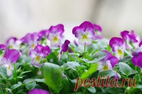 Результат поиска Google для https://wnature.net/pictures/2014/03/898/tsvety-anyutiny-glazki.jpg