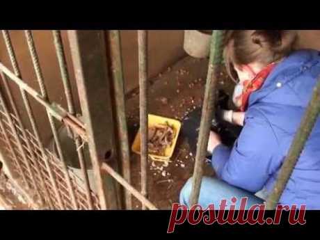 Документальный фильм про приют бездомных животных &quot; Они есть&quot;