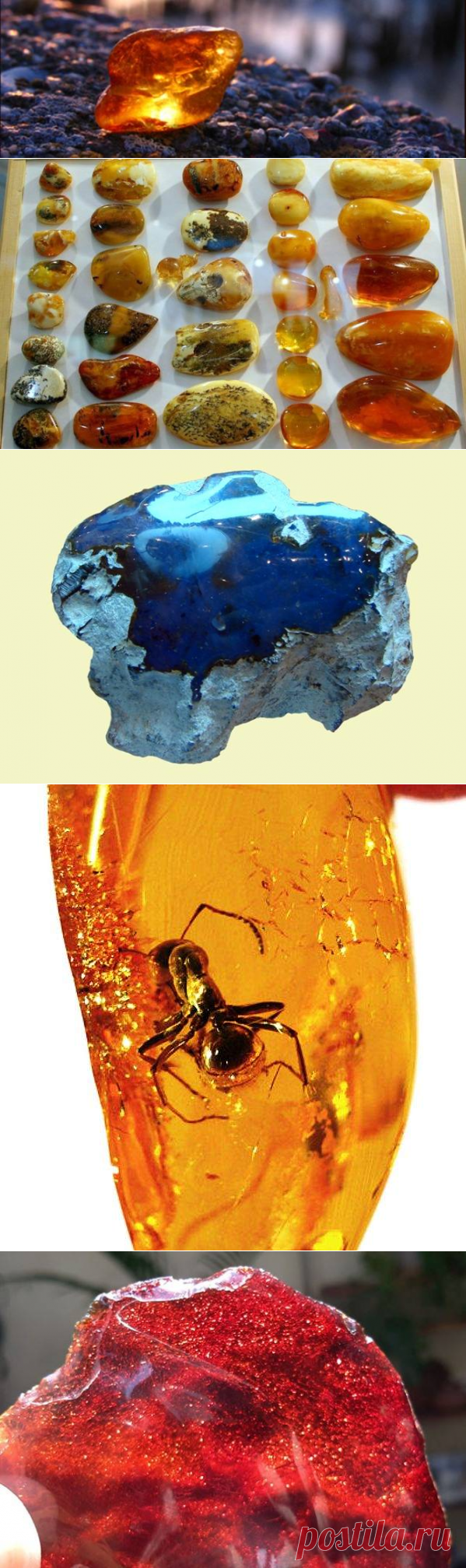 Занимательные факты о янтаре — Наука и жизнь
