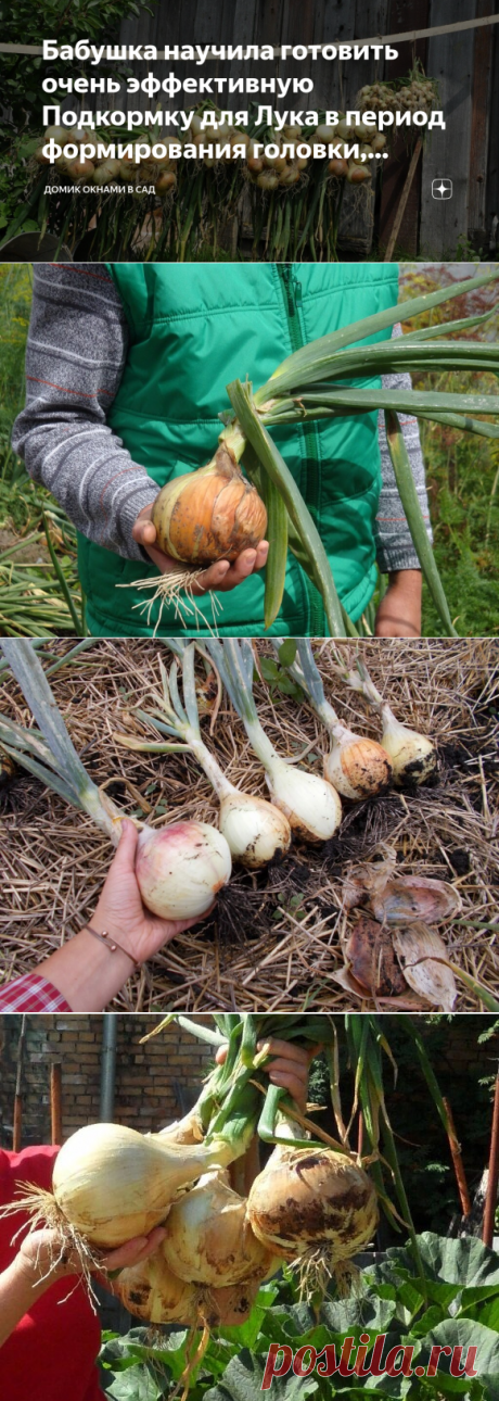 Бабушка научила готовить очень эффективную Подкормку для Лука в период формирования головки, которая делает лук Крупным | Домик окнами в сад | Яндекс Дзен
