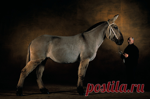 Argentine Petiso Pony Bragadense Celosa Three Years Old Exposicion La Rural Buenos Aires Argentina Stock Photo | Getty Images