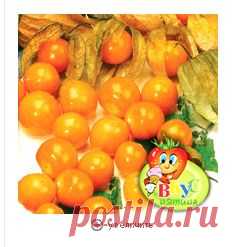 Физалис сахарный Изюминка