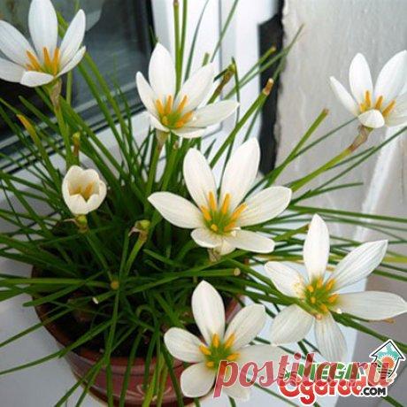 Зефирантес белый: описание и выращивание в домашних условиях