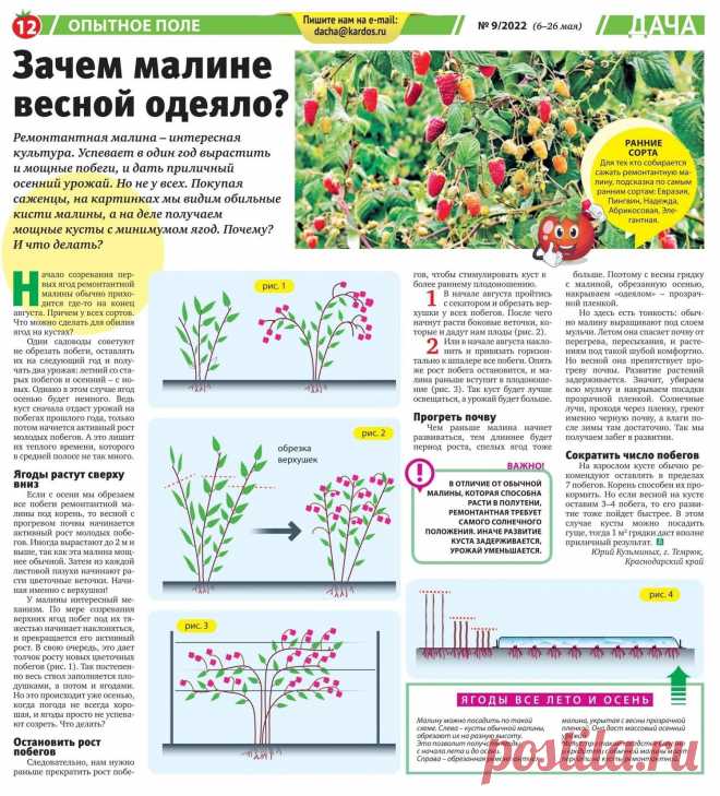 Зачем малине весной одеяло