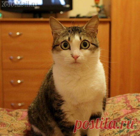 Я лишь умыла мордочку да нос - и все дела!