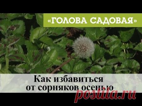 Голова садовая - Как избавиться от сорняков осенью