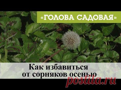 Голова садовая - Как избавиться от сорняков осенью