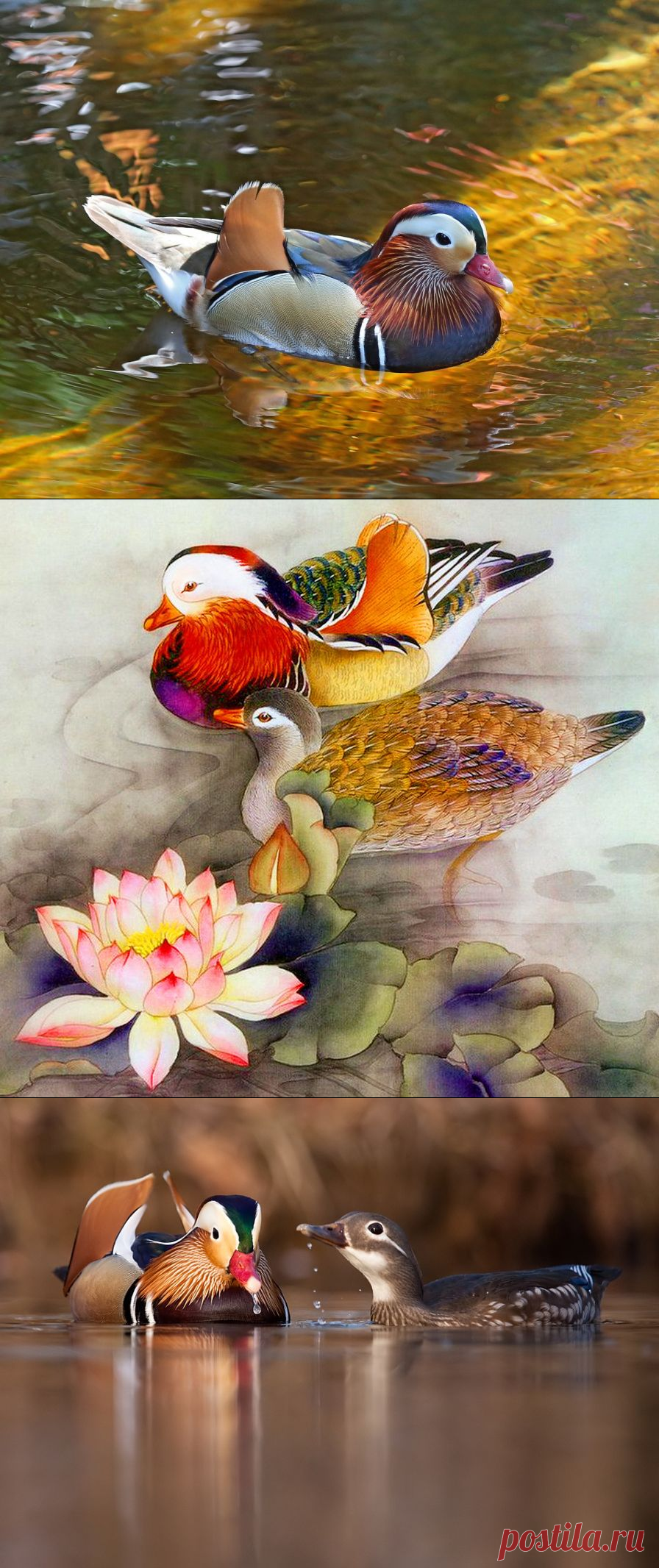 Утка-мандаринка