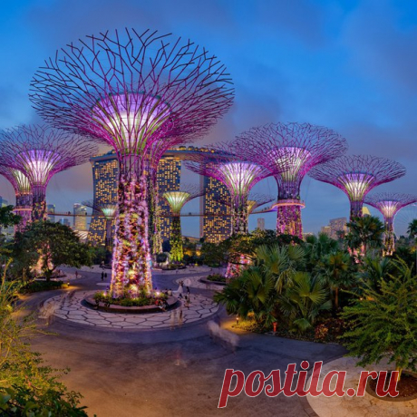 Огромные искусственные деревья в саду Gardens by the Bay, #Сингапур@discoverygroup