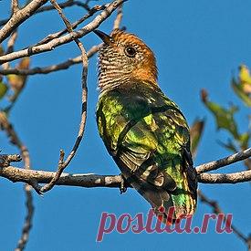 Бронзовые кукушки — Википедия